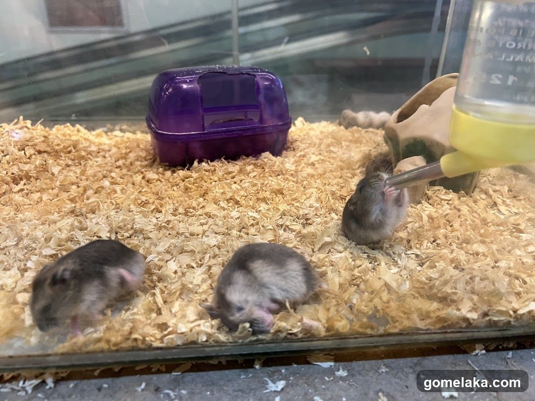 Hamster Enclosure Interior