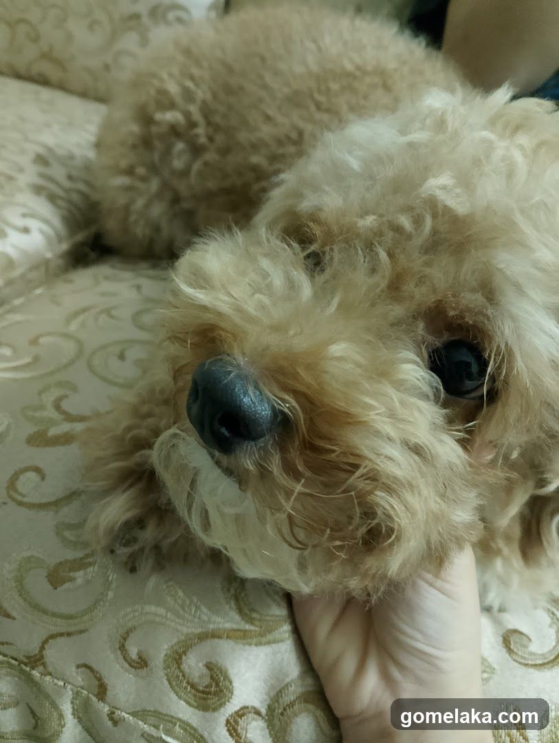 Puppy on couch