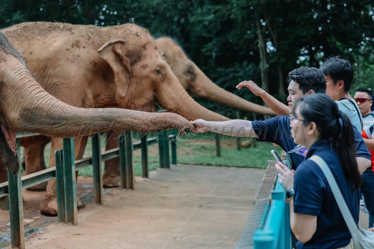 Zoo Melaka brings King King home for a Malayan tiger breeding match