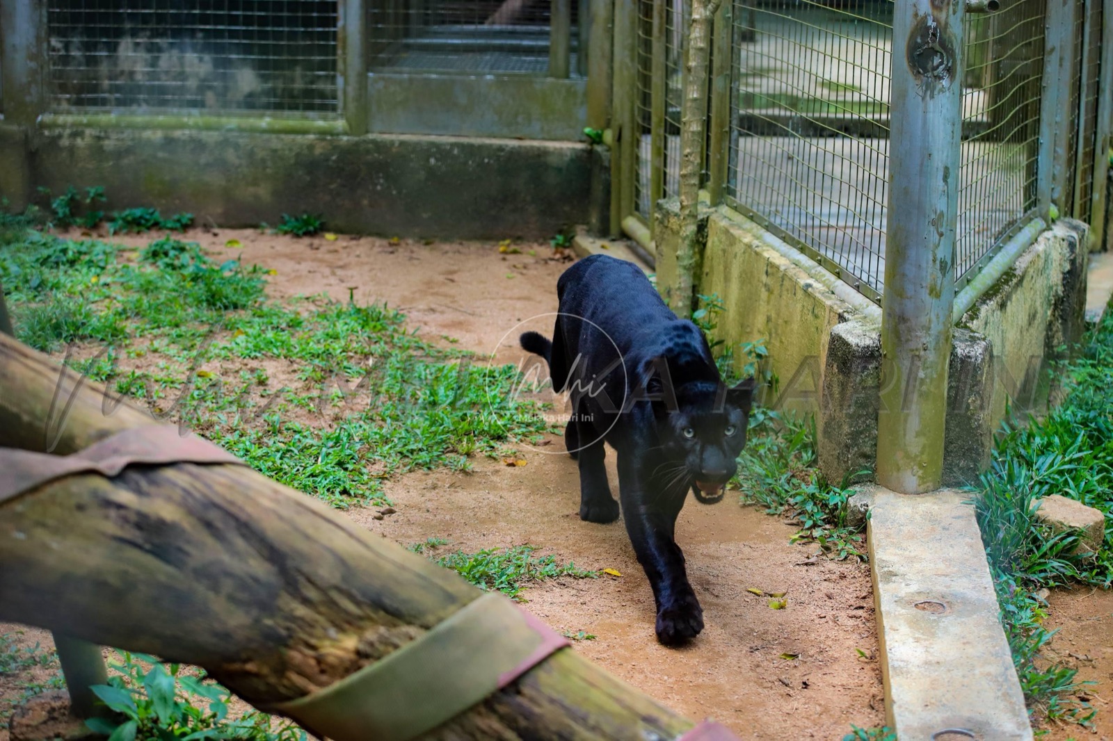 Jebat, a black panther at Zoo Melaka in Ayer Keroh, one of the zoo's big-cat exhibits